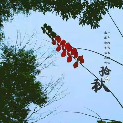 “秋日寻色，爱在拾秋”——嘉园雅荷幼儿园小班组户外实践活动