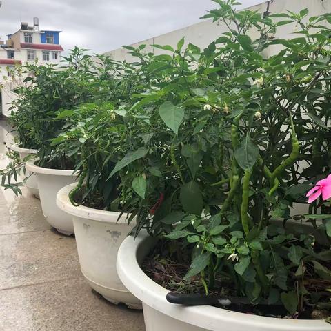 盛夏时节，阳台裁植辣椒🌶️结果，花儿随之绽放。