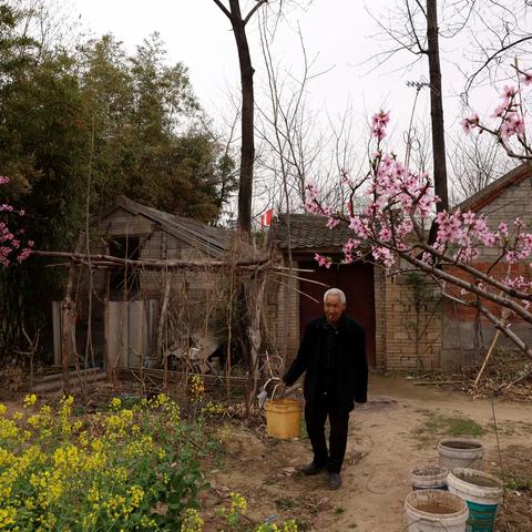 农家小院春光好