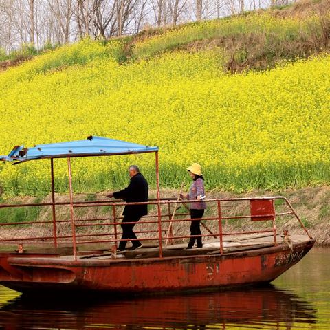 油菜花节玫瑰红