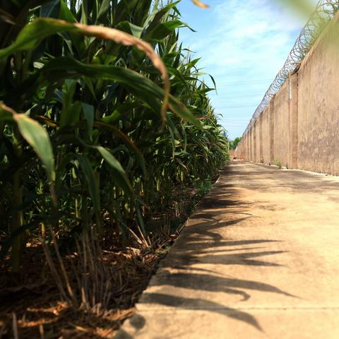 玉米有花蜜吗？