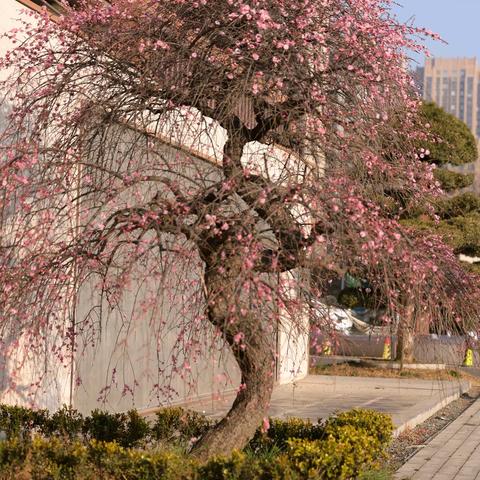 龙梅雅韵有情人