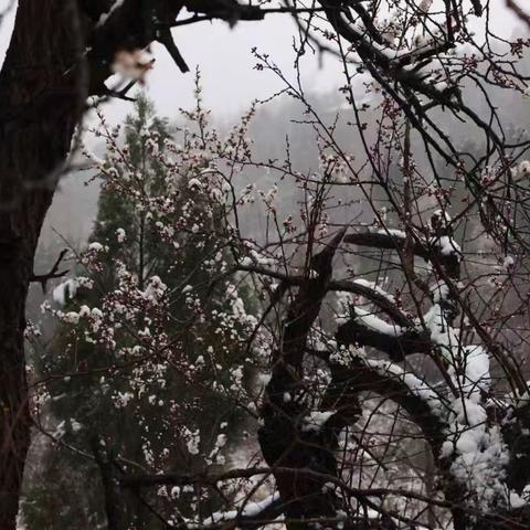 三月雪遇：伏羲山的意外馈赠