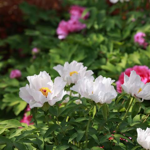 牡丹明暗吐幽香