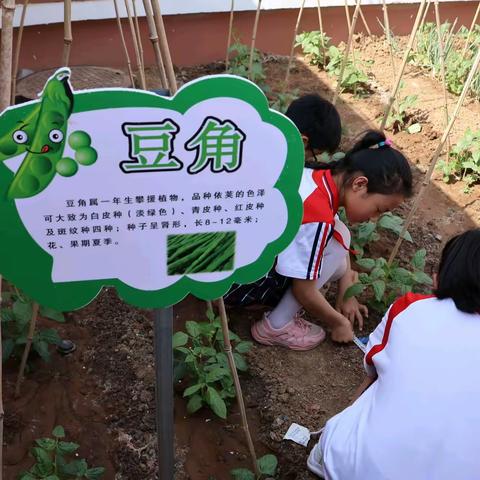 【全环境立德树人】开展劳动实践基地跨学科项目化学习活动——跨学科深交融 提素养共成长