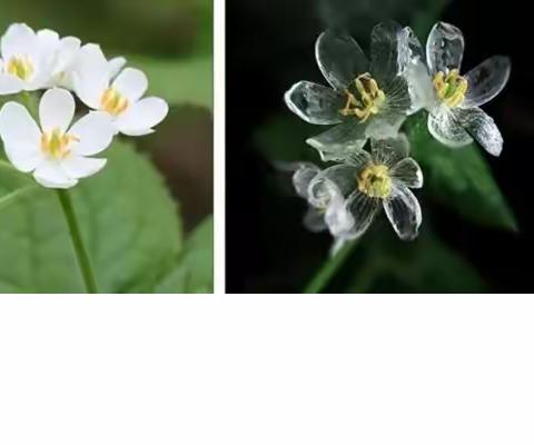 山荷叶，或遇水就感动的你