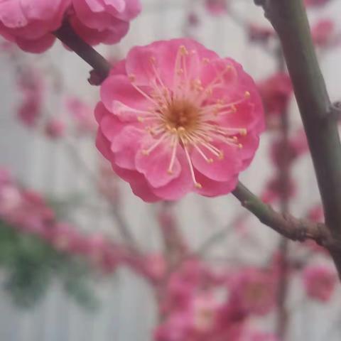 鸟语花香踏青趣