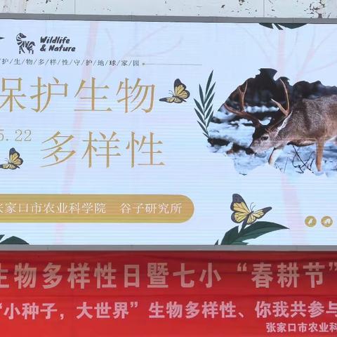 张家口市桥东区七中小学部:国际生物多样性日暨七小“春耕节”活动