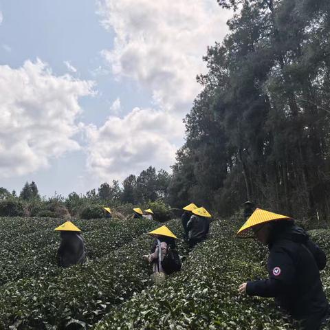 重庆出发！躲进凤冈茶海，我找到了神仙过的小日子