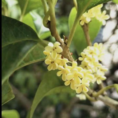秋天的桂花