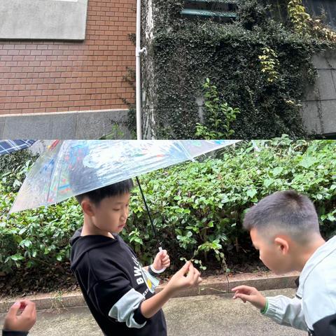 找寻爬山虎之感想