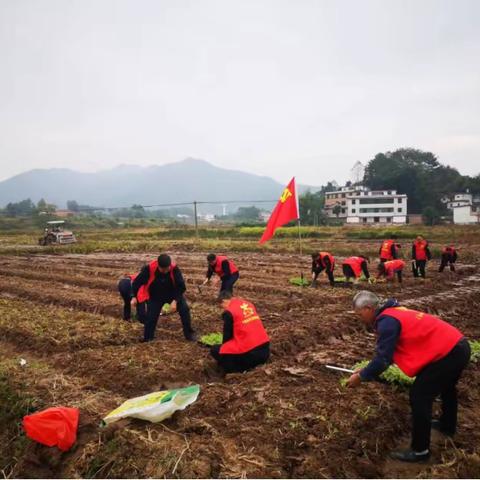 中共宁都县城市管理综合行政执法大队党支部主题党日：开展“万名干部进乡村下油菜田”助力冬种油菜生产志愿活动