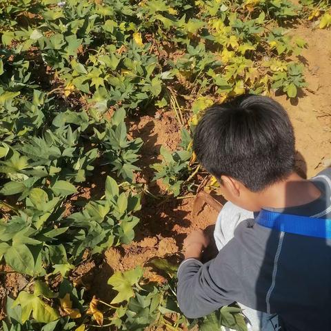 x1805-胡铠睿 劳动实践