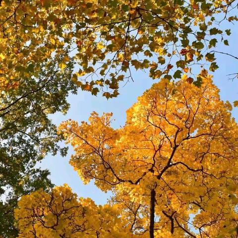 以青春步伐，奏向阳之歌——【海南华侨中学教育集团琼山第二中学】八一班2024年秋季运动会纪实