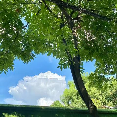 【海南华侨中学教育集团琼山第二中学】不负“暑”光，深耕一夏—— 琼山二中八（1）班语文暑假作业