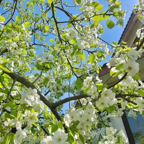 【海南华侨中学教育集团琼山第二中学】蝉声研墨·风日当笺，写下我们的长长暑记——琼山二中八（1）班暑期作文