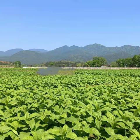 夏茂镇：雪茄烟叶产业转型升级，助力乡村振兴