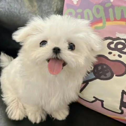 嘉有四季，日日新生