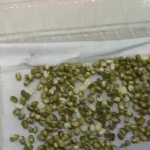 种绿豆使他发芽是否一定要用泥土？ 尝试用湿巾纸种绿豆: