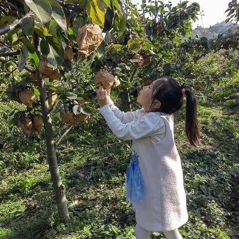 核桃湾摘梨