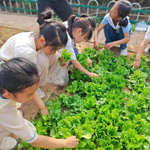 播种希望•收获成长 军民小学二年级三班蔬菜种植实践活动