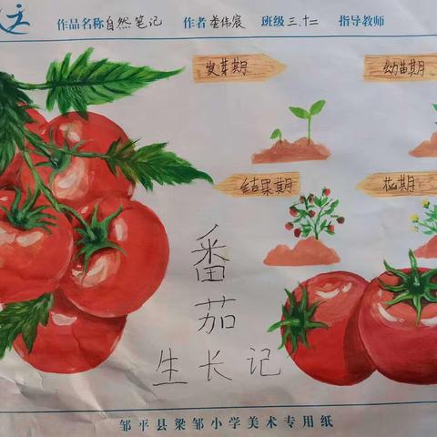 小小西红柿🍅种植活动