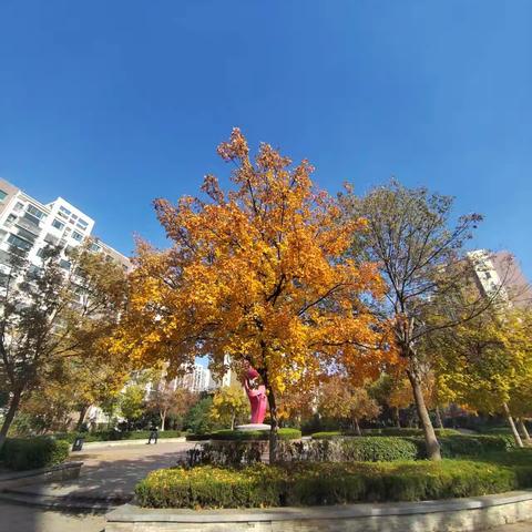 钢城新苑项目管理处周报（2025年12月1日—2025年12月7日）