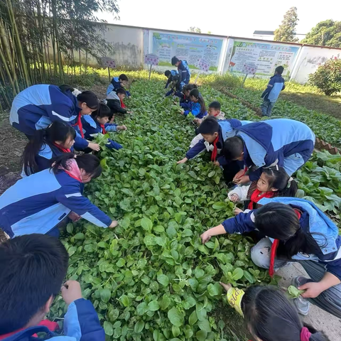 “烹”然心动，乐享摘菜“食”光——田畈街镇港北小学劳动教育活动 ‍