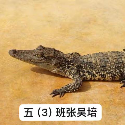 鳄鱼为什么是生物“活化石”——五3班张吴培鳄鱼项目化研究报告