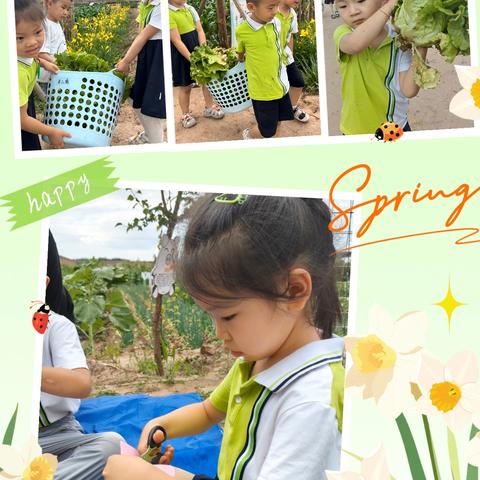 ◆《剪一抹绿意，收一篮欢喜》 ——祁县第四幼儿园中二班小朋友生菜采摘与剪纸奇遇记》