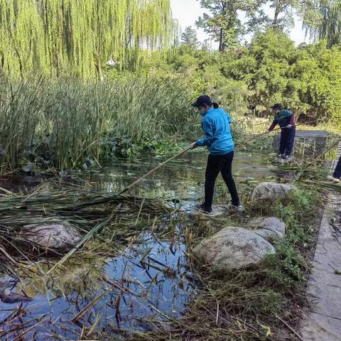 清理干枯植物 消除安全隐患——园林中心白鹤公园服务中心