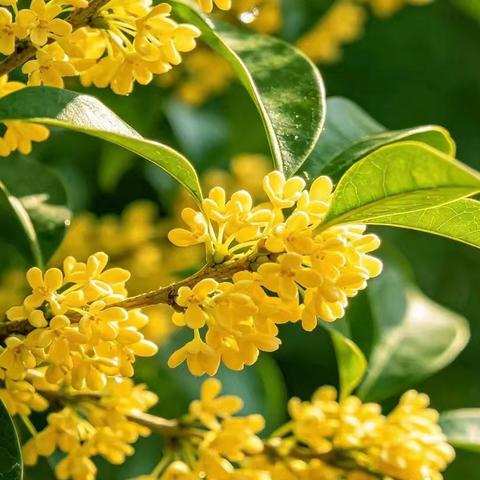 桂花不语，笔下生香