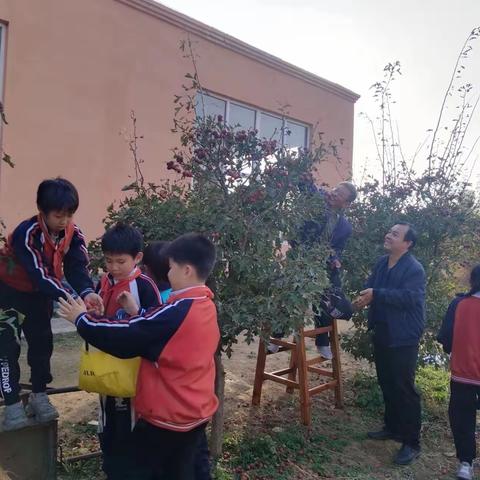 山楂飘香溢校园，采摘分享甜心间———彭村联合小学