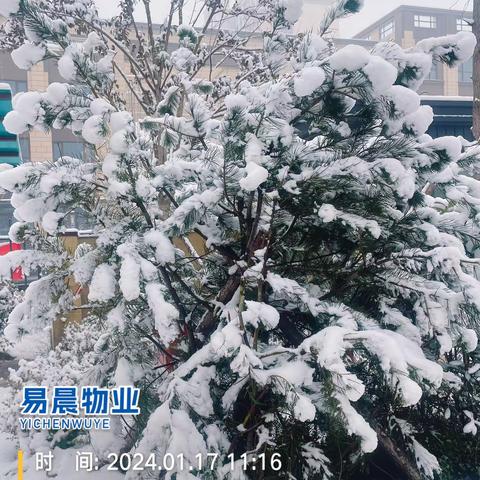 2024年的第一场雪