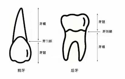 “爱护牙齿，守护健康”——裕民县吉也克镇中心幼儿园牙齿小课堂