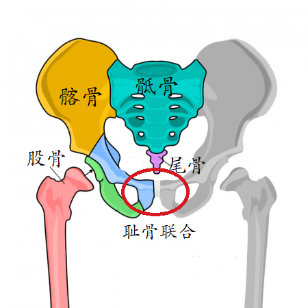 比生娃还痛的「耻骨联合分离」，你一定要小心！