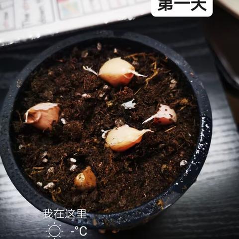 葱的种植