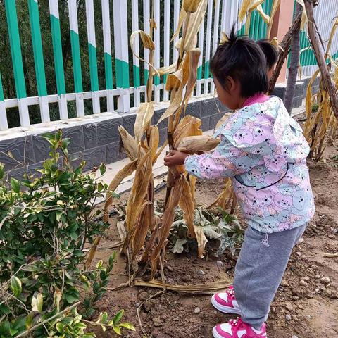 靖远县第十幼儿园中二班劳动实践活动