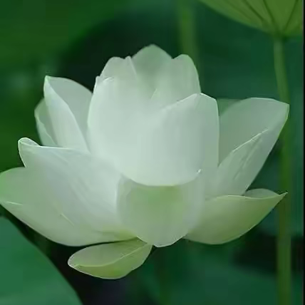 心自清静 世界就清静2025.10.31