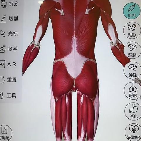 107块肌肉治疗手法【下】