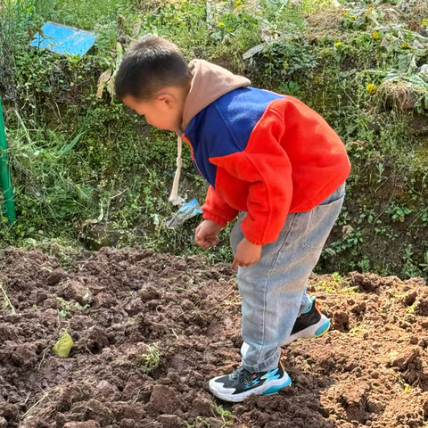 小手种希望，童心育春天——记我们的快乐种植日