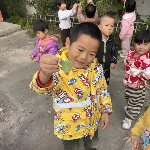 你好，树叶～清平镇中心幼儿园李祥分园中班班本课程