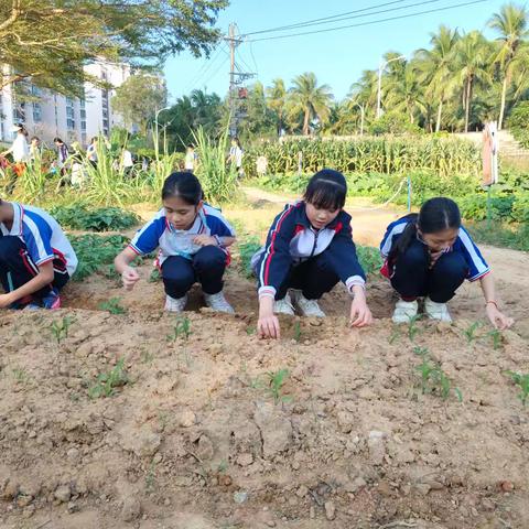 校园劳动实践：从田间到课堂的玉米之旅