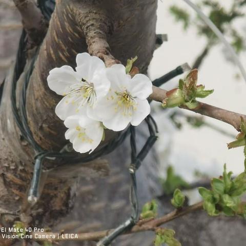 心中有爱💗，一路春暖花开🍀