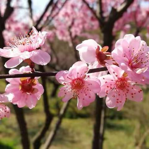 春风十里桃花香，春季教研正当时