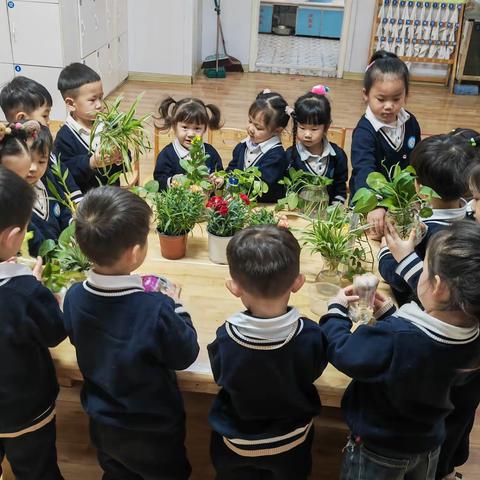 平邑花雨馨幼儿园小二班班本课程～“遇见蔬菜”