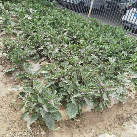 “耕读同行，劳动创美”尉犁县第一中学开展                    劳动实践基地成果评比