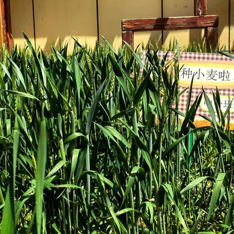 爱满“食”光 ‍——新幼美食厨房 ‍第14期