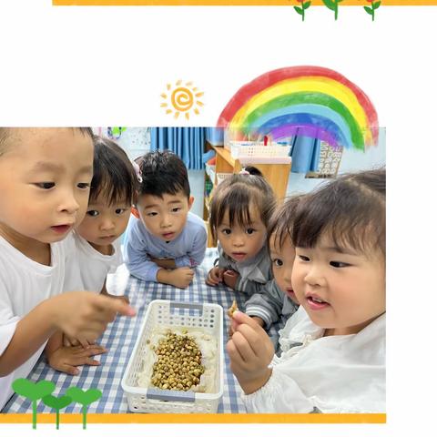 巴州区第十二小幼儿园🏫中2⃣️班——班级课程《奇妙的豆子🫘》