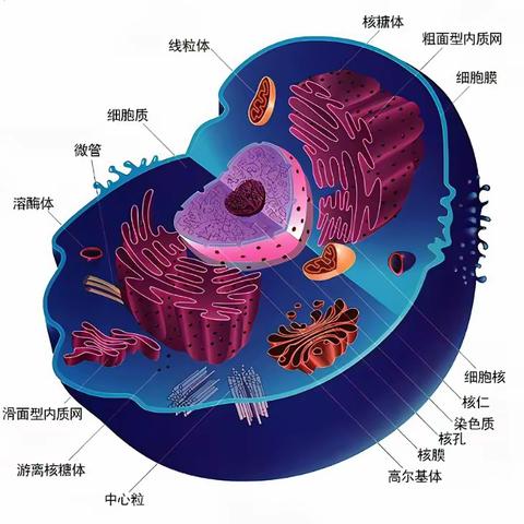 微观看世界  细胞展风采 ——邯山区第一中学高一年级生物组举办模型制作大赛